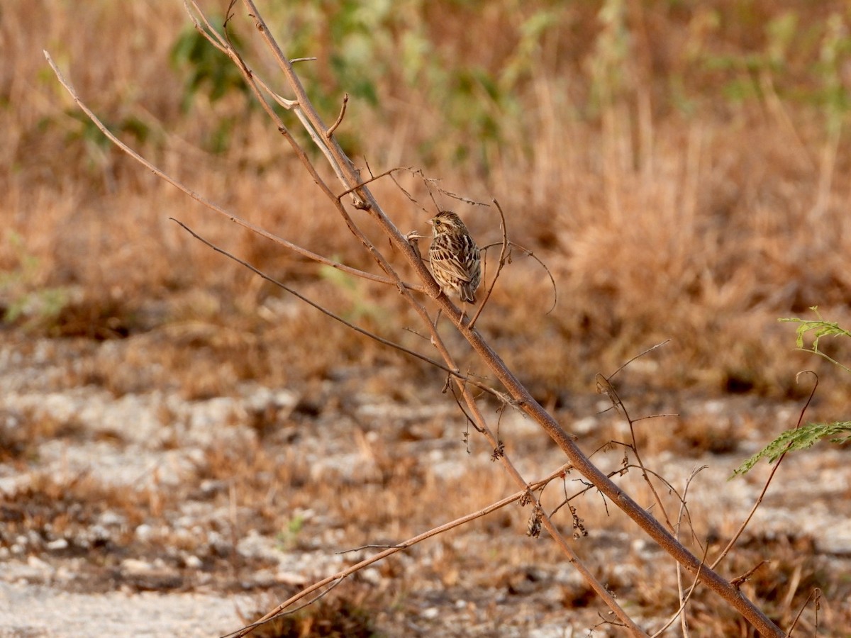 Savannah Sparrow - ML617234571