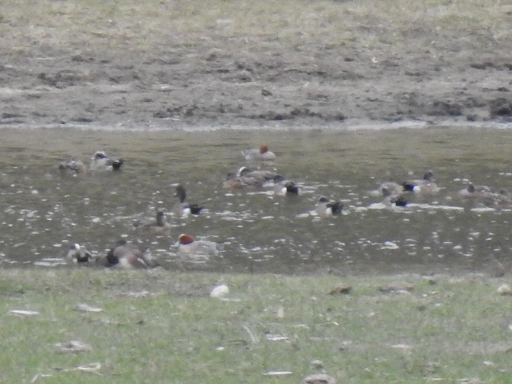 Eurasian Wigeon - Peter Baker