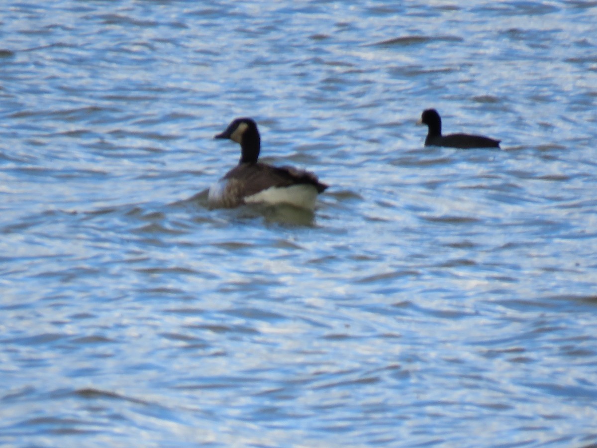 Canada Goose (canadensis Group) - Guy McGrane