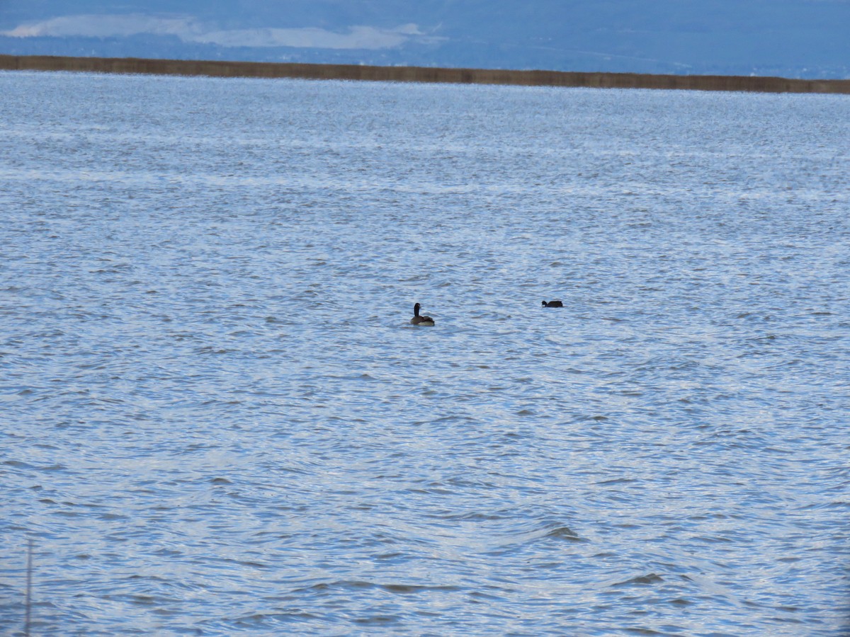 Canada Goose (canadensis Group) - ML617234670