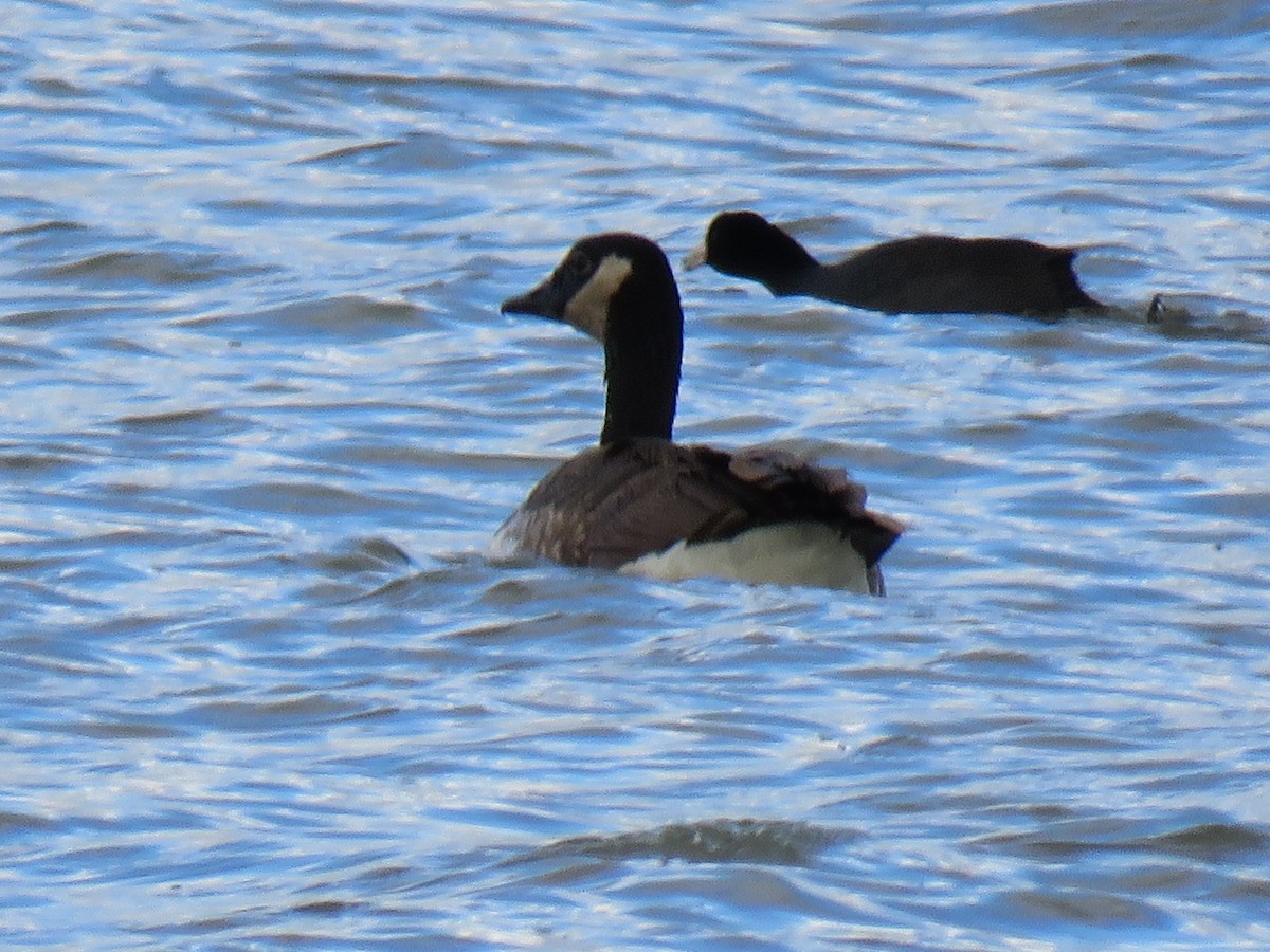 Canada Goose (canadensis Group) - ML617234671