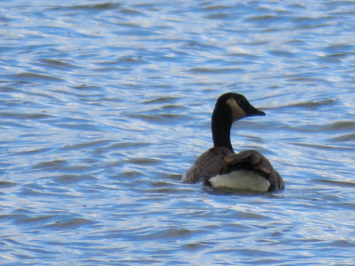 Canada Goose (canadensis Group) - ML617234679