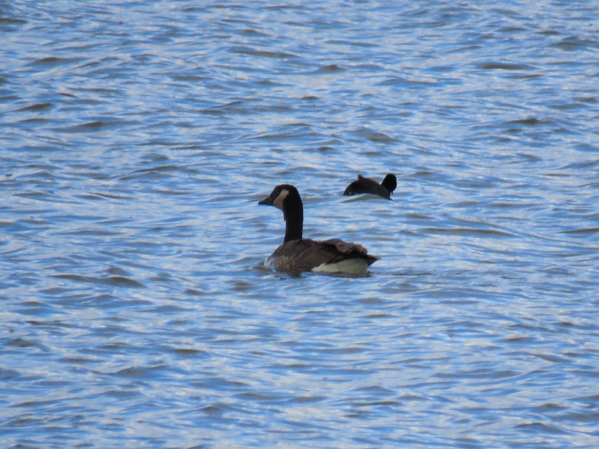 Canada Goose (canadensis Group) - Guy McGrane