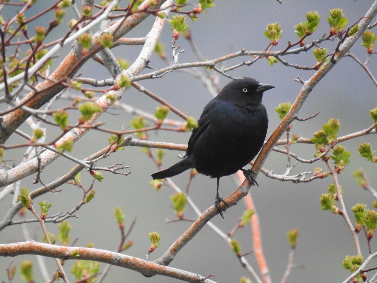 Brewer's Blackbird - ML617234683