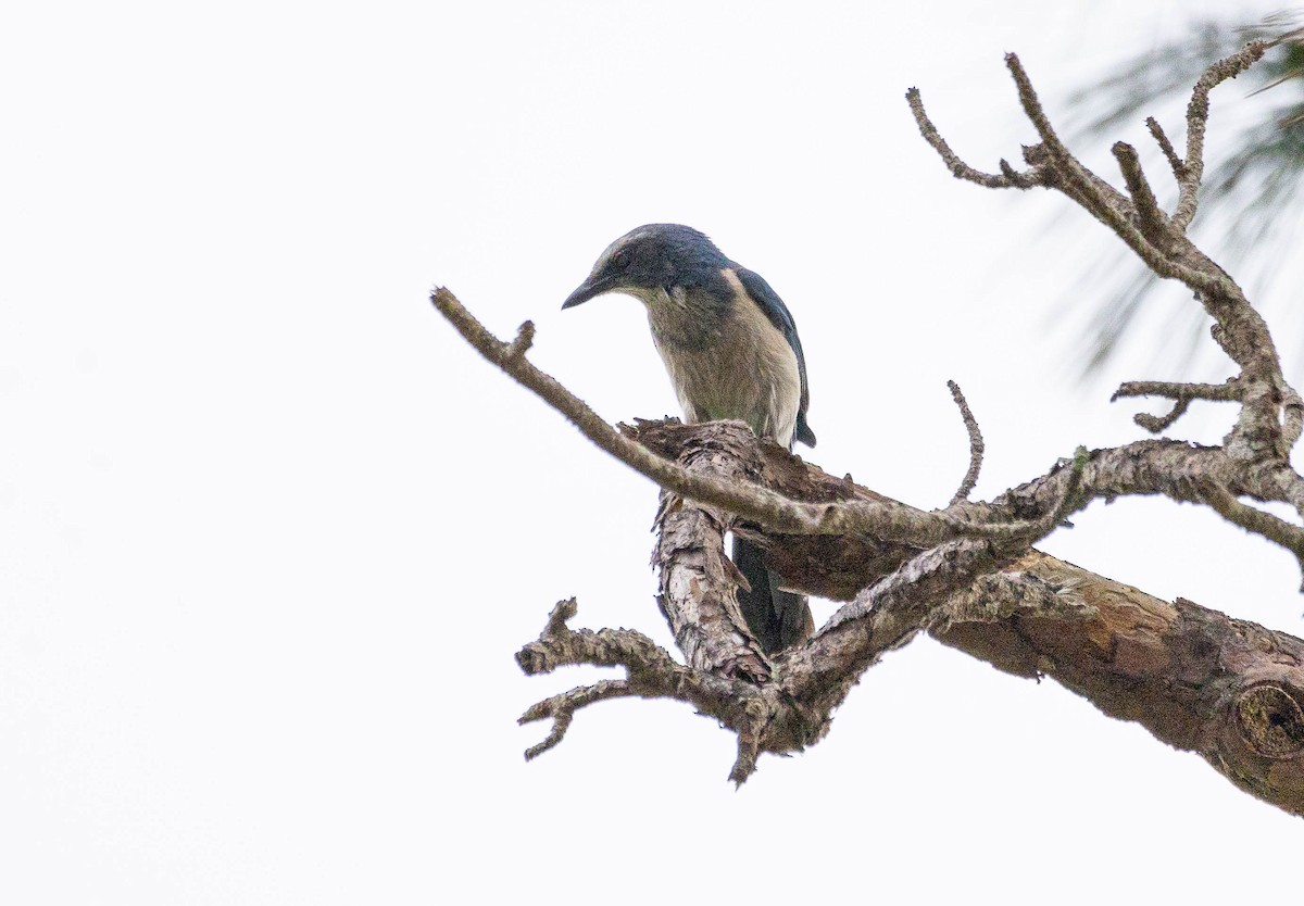 Florida Scrub-Jay - ML617234685