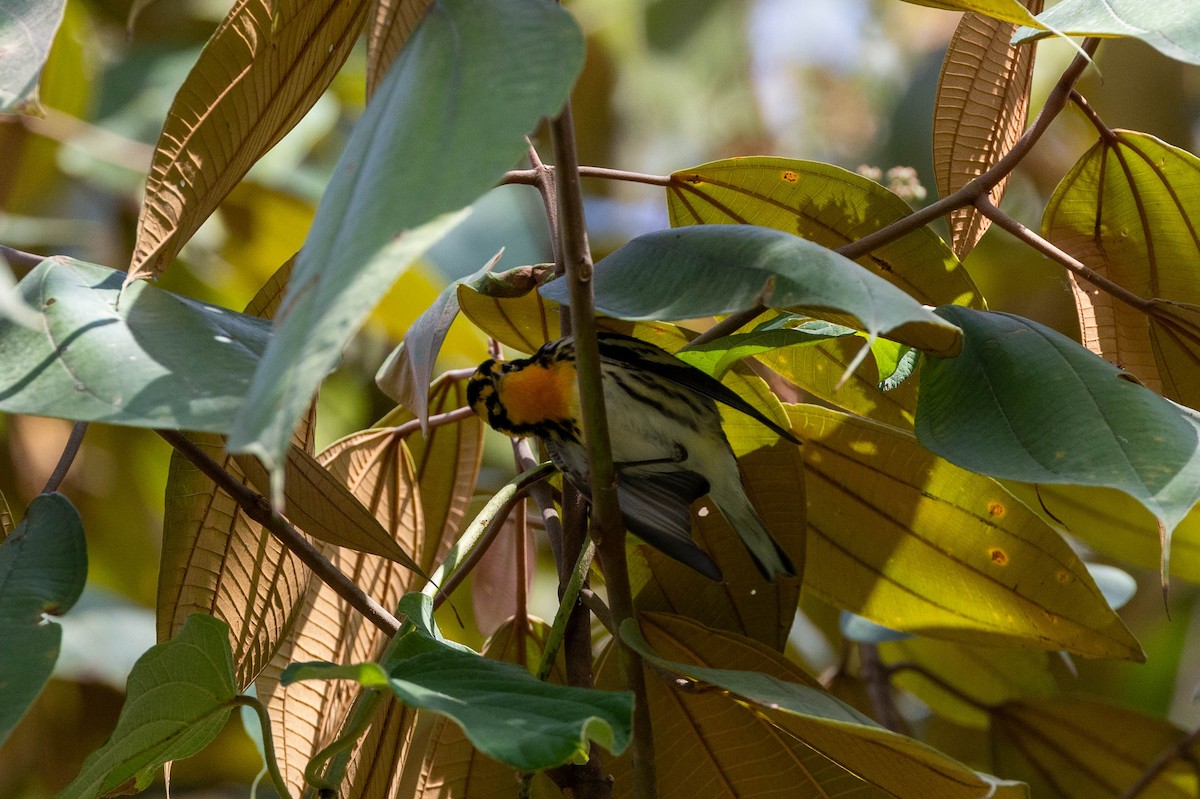 Blackburnian Warbler - ML617234688