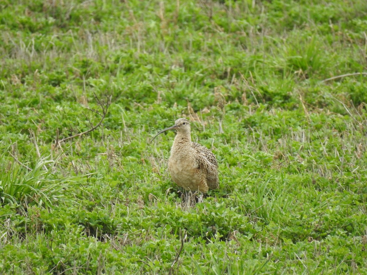 Long-billed Curlew - ML617234700