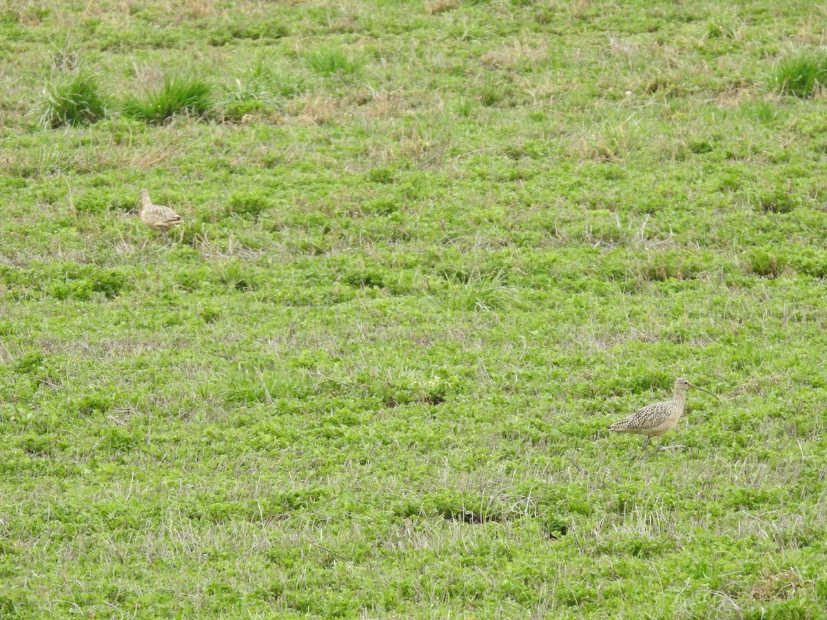 Long-billed Curlew - ML617234701