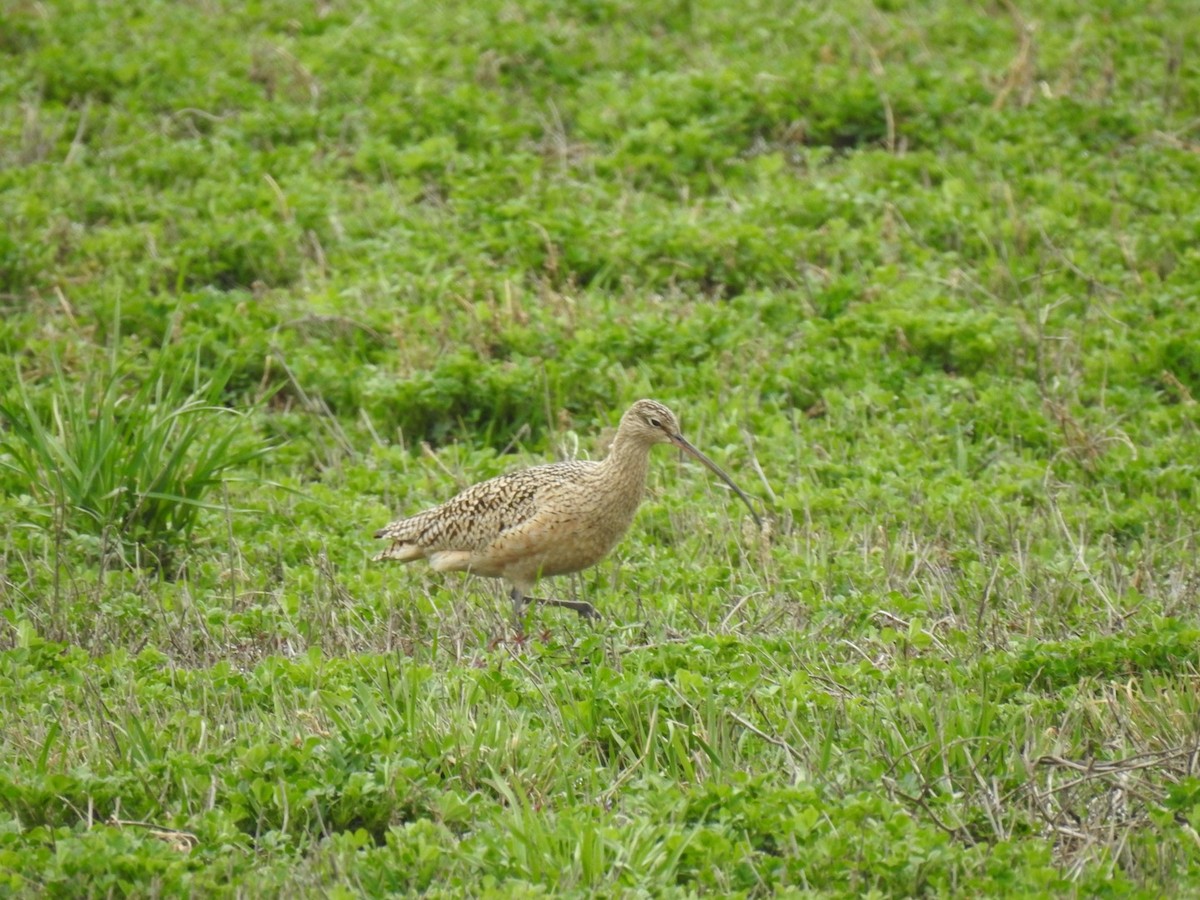 Long-billed Curlew - ML617234704