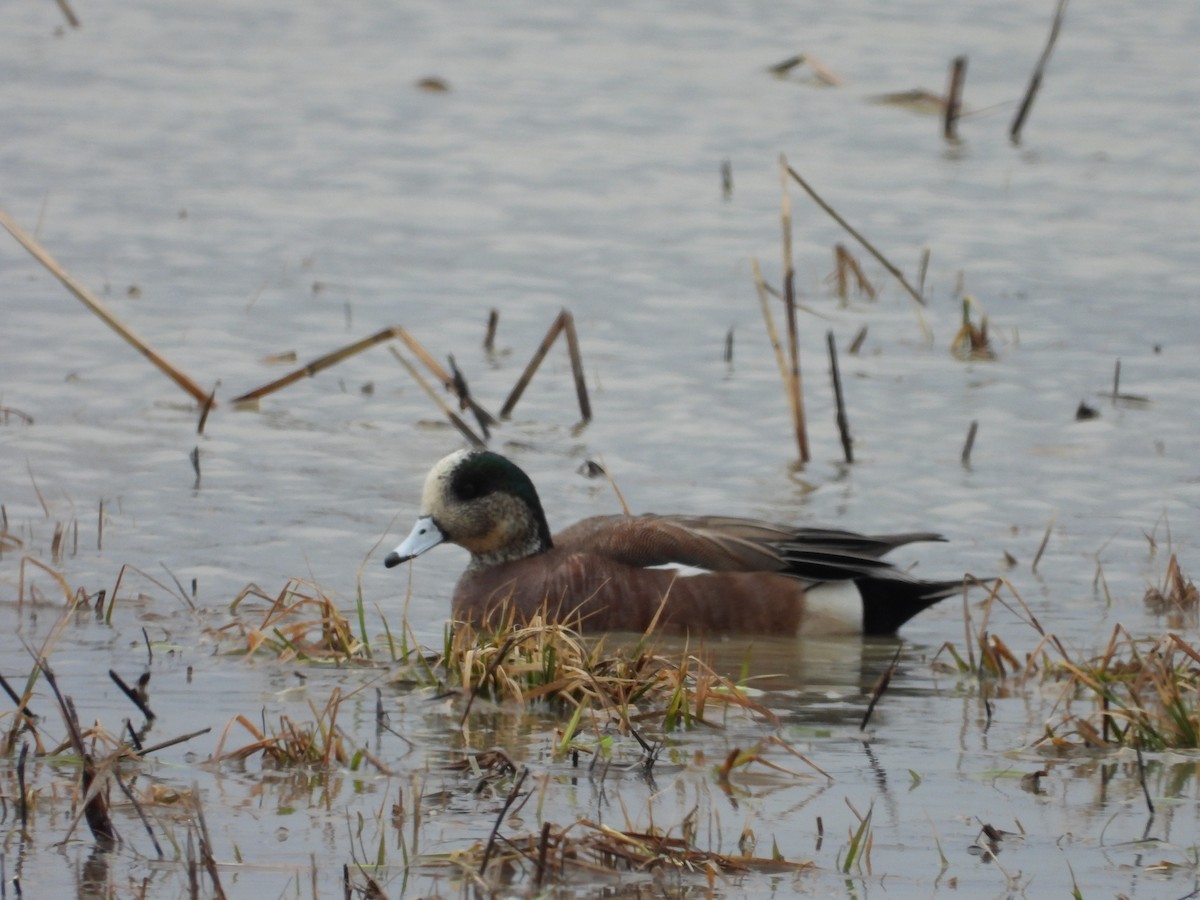 American Wigeon - Sylvain Proulx