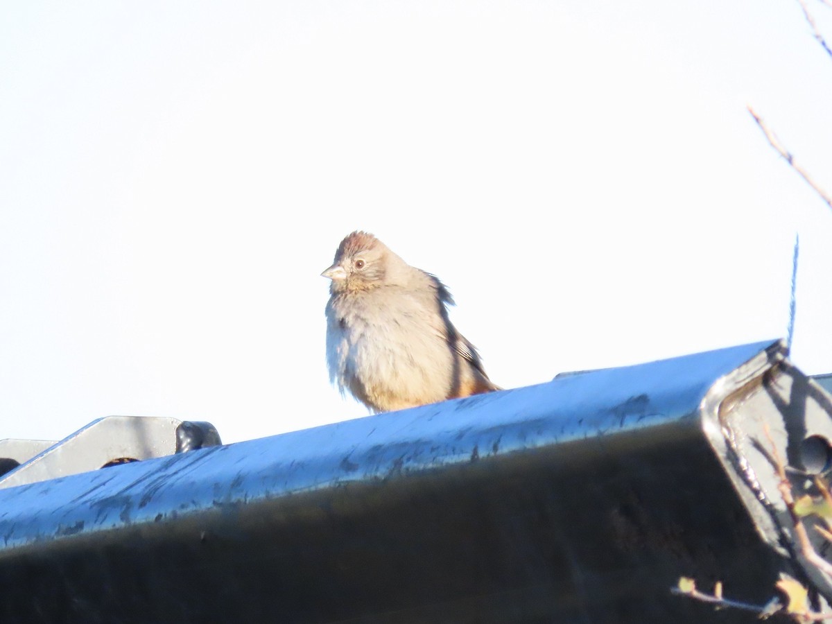 Canyon Towhee - ML617234757