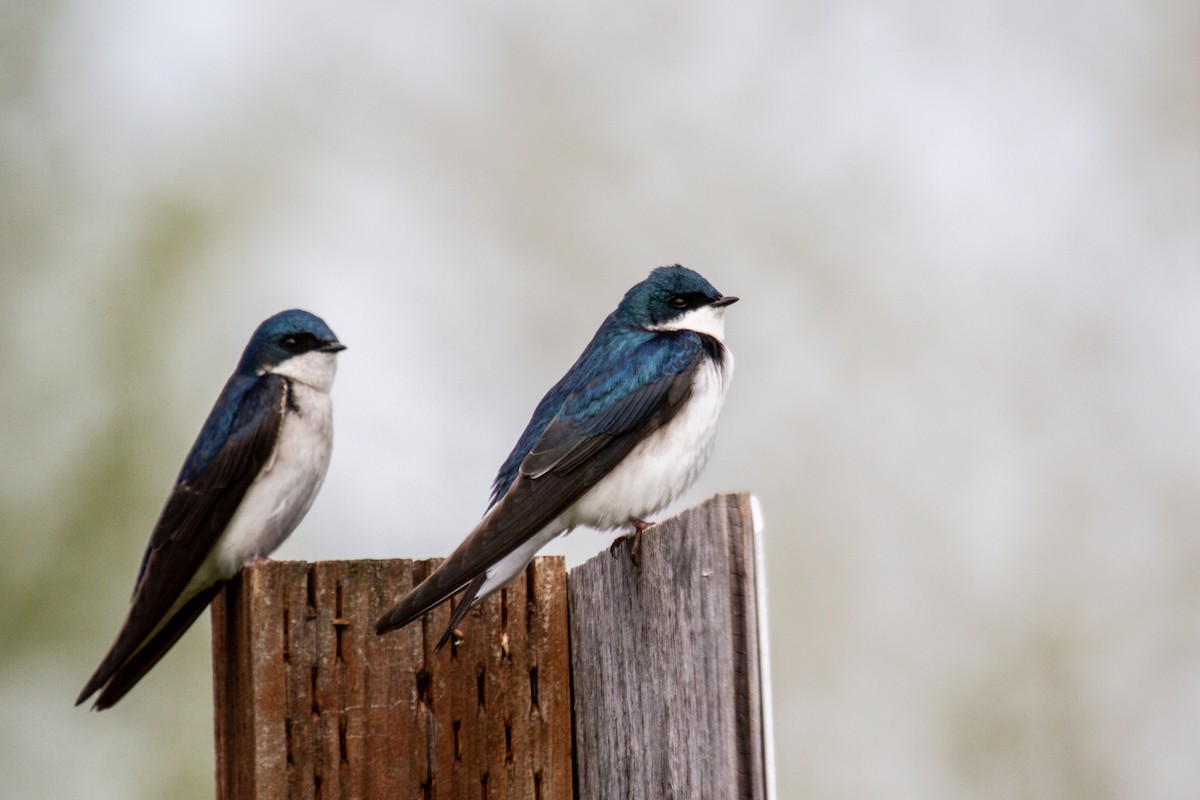 Golondrina Bicolor - ML617234794