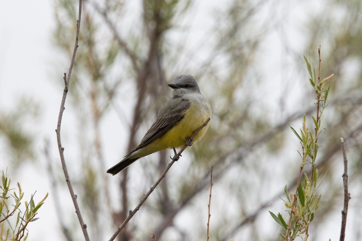 Western Kingbird - ML617234796