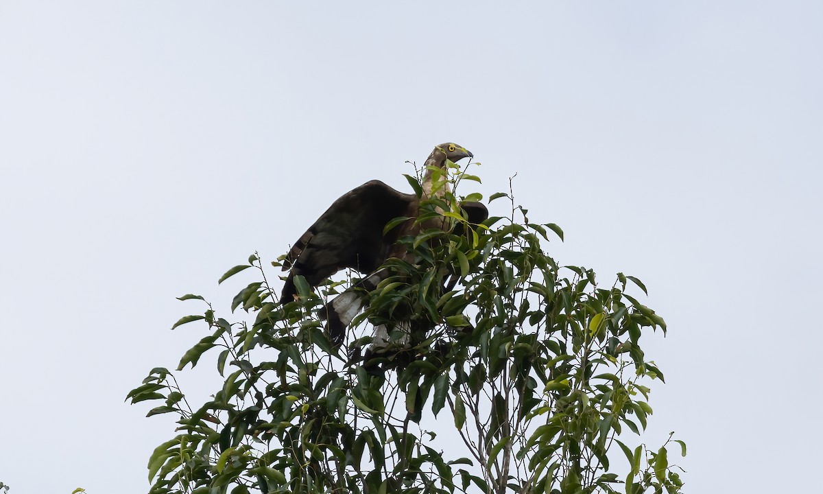 Oriental Honey-buzzard - ML617234855