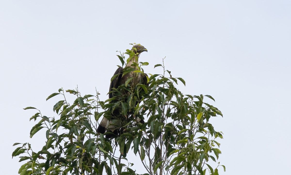 Oriental Honey-buzzard - ML617234857