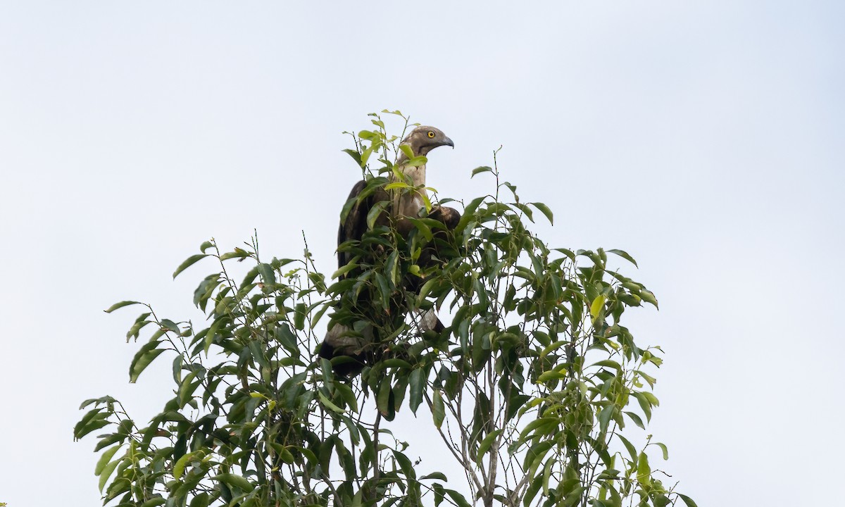 Oriental Honey-buzzard - ML617234858