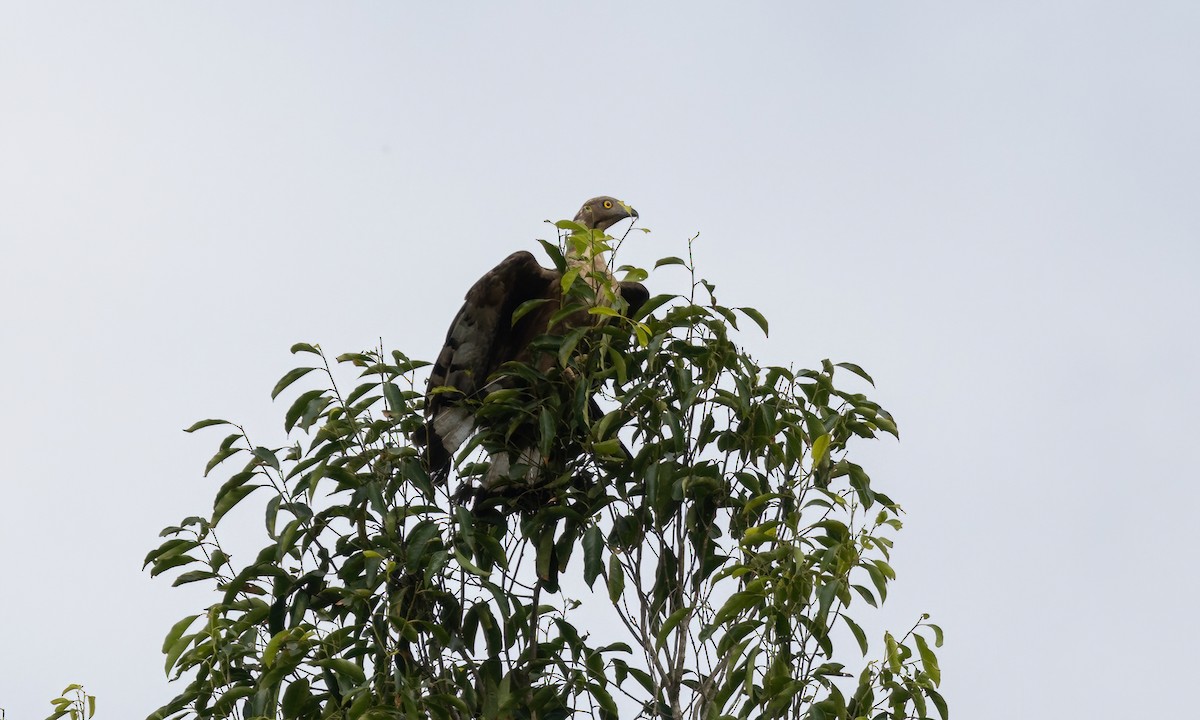 Oriental Honey-buzzard - ML617234859