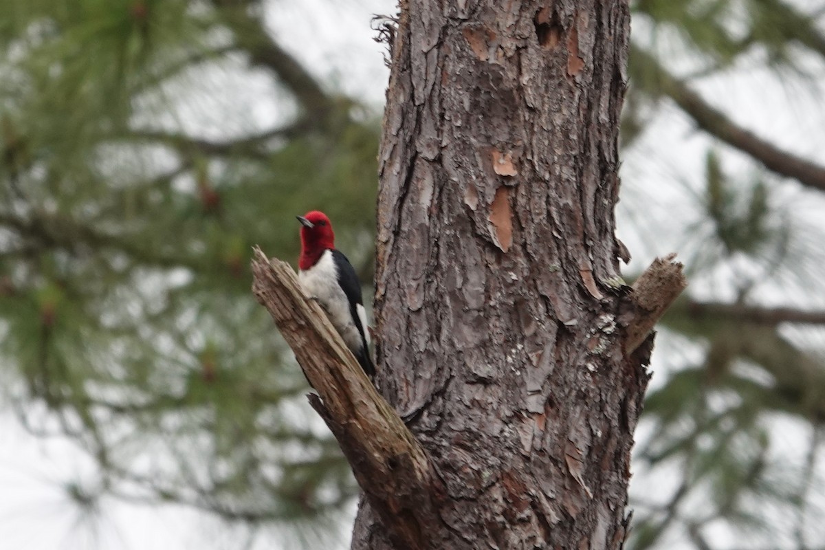 Red-headed Woodpecker - ML617234875