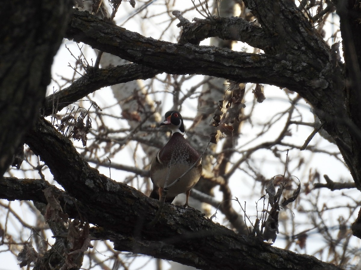 Wood Duck - ML617234879