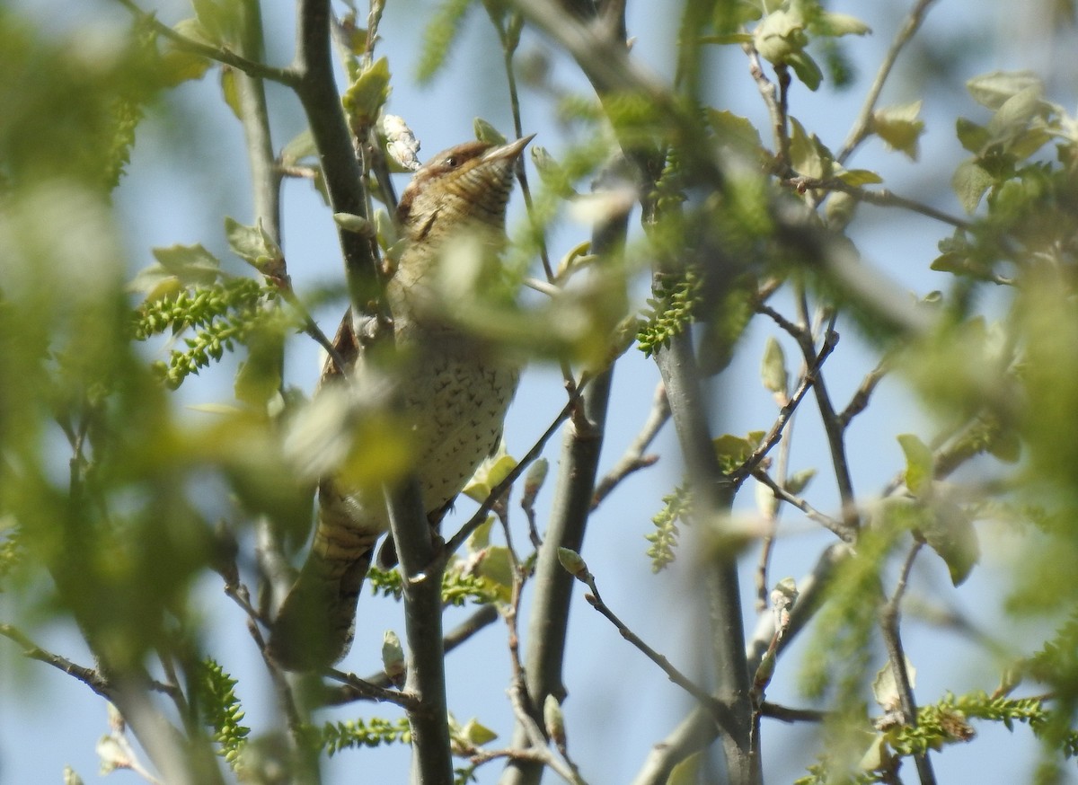 Eurasian Wryneck - ML617234889