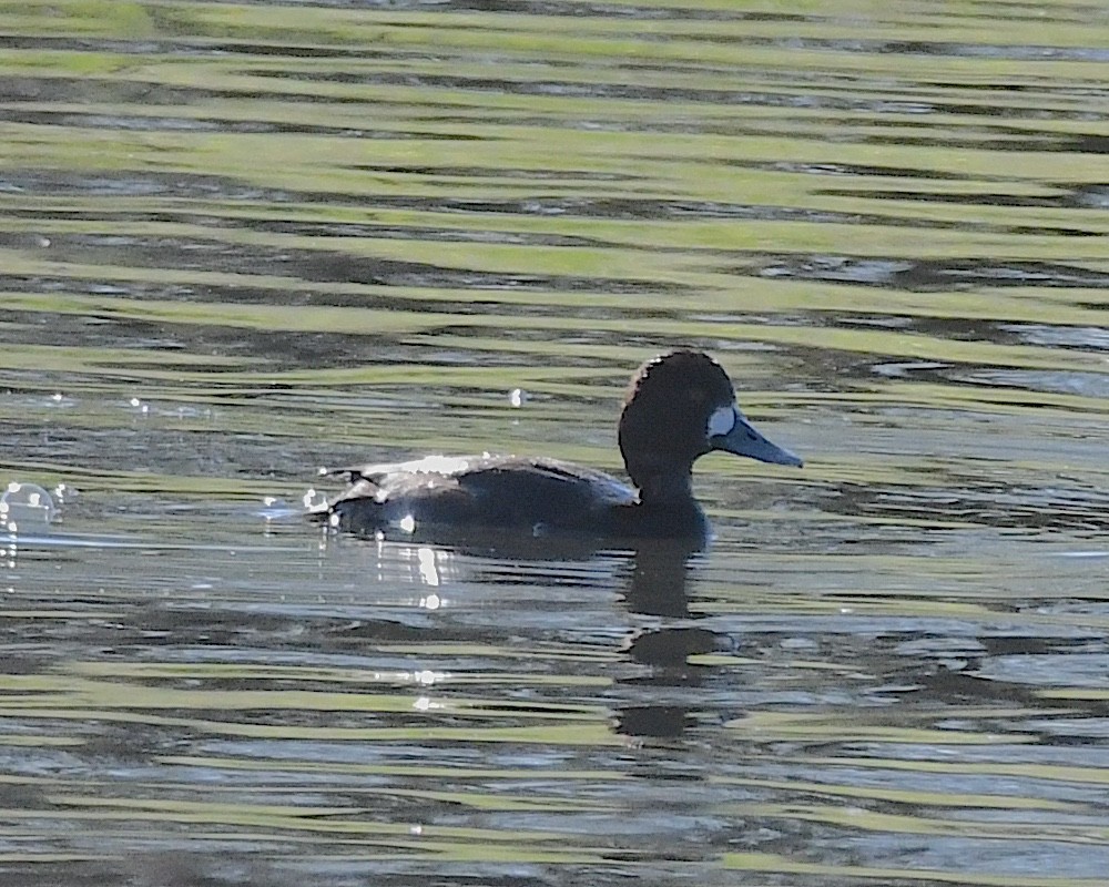 Greater Scaup - ML617234969