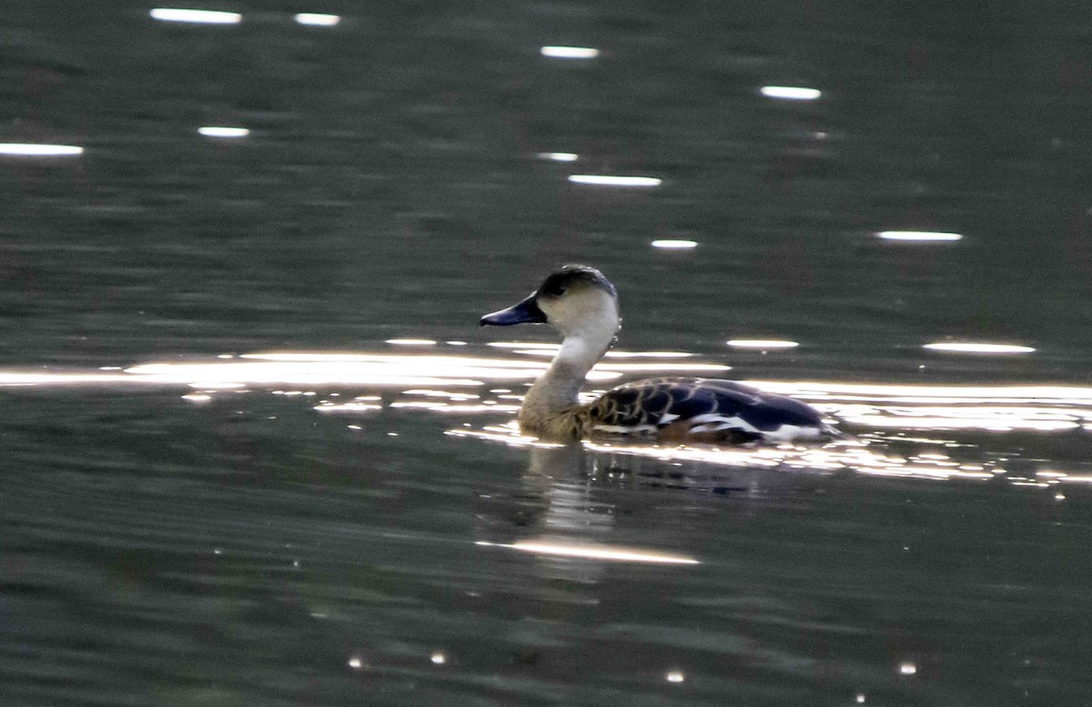 Wandering Whistling-Duck - ML617234987