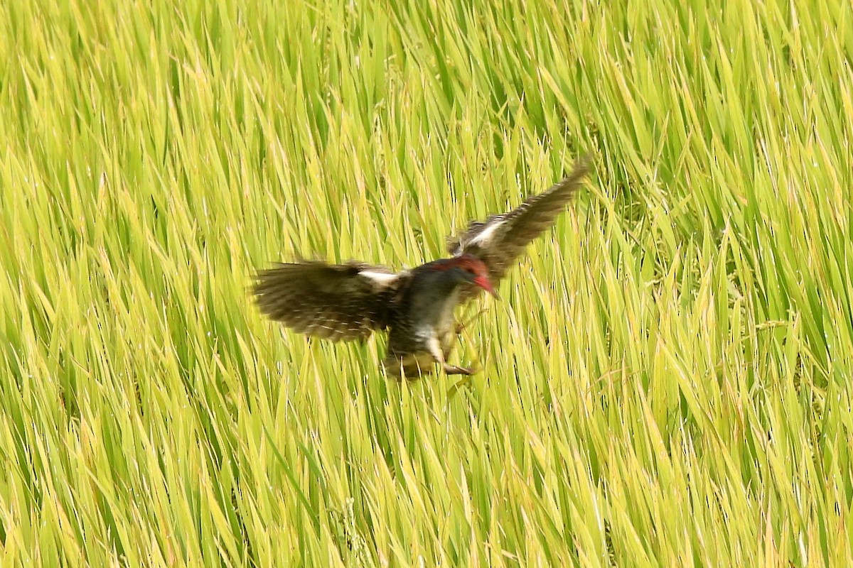 Slaty-breasted Rail - ML617235014