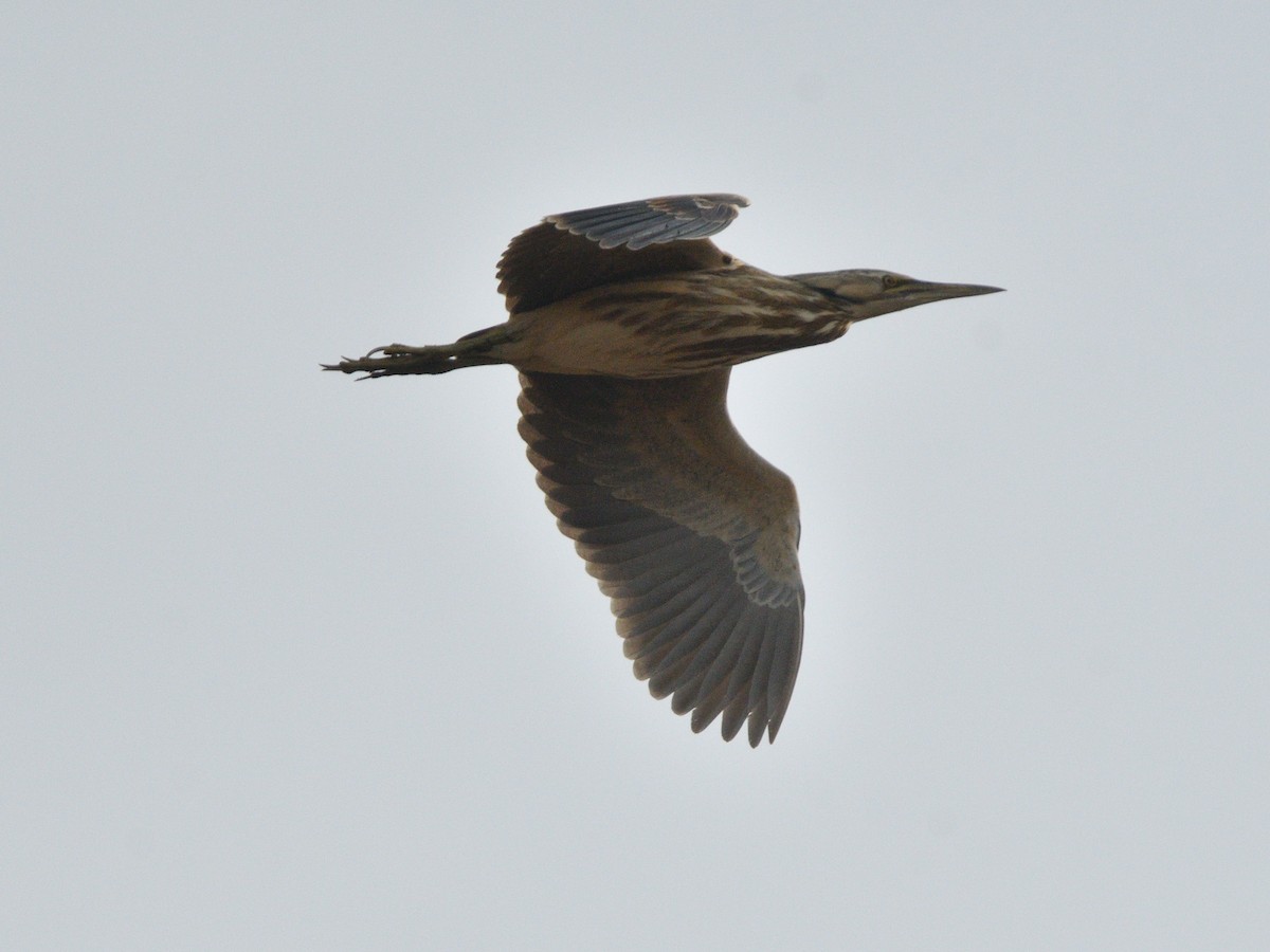 American Bittern - ML617235019