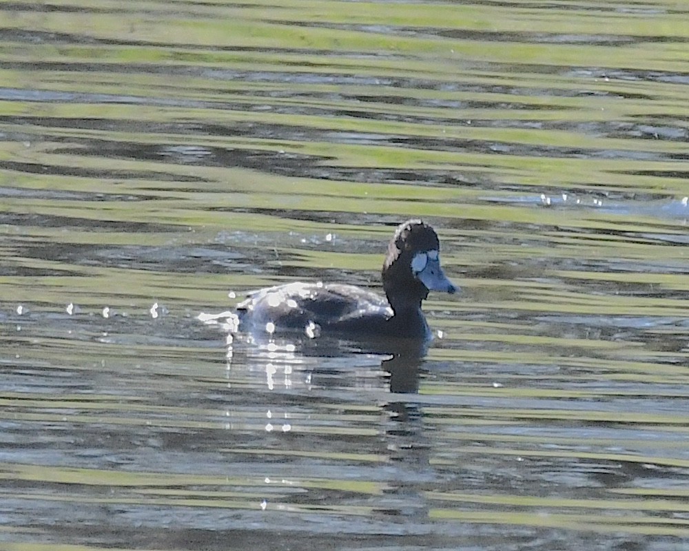 Greater Scaup - ML617235032