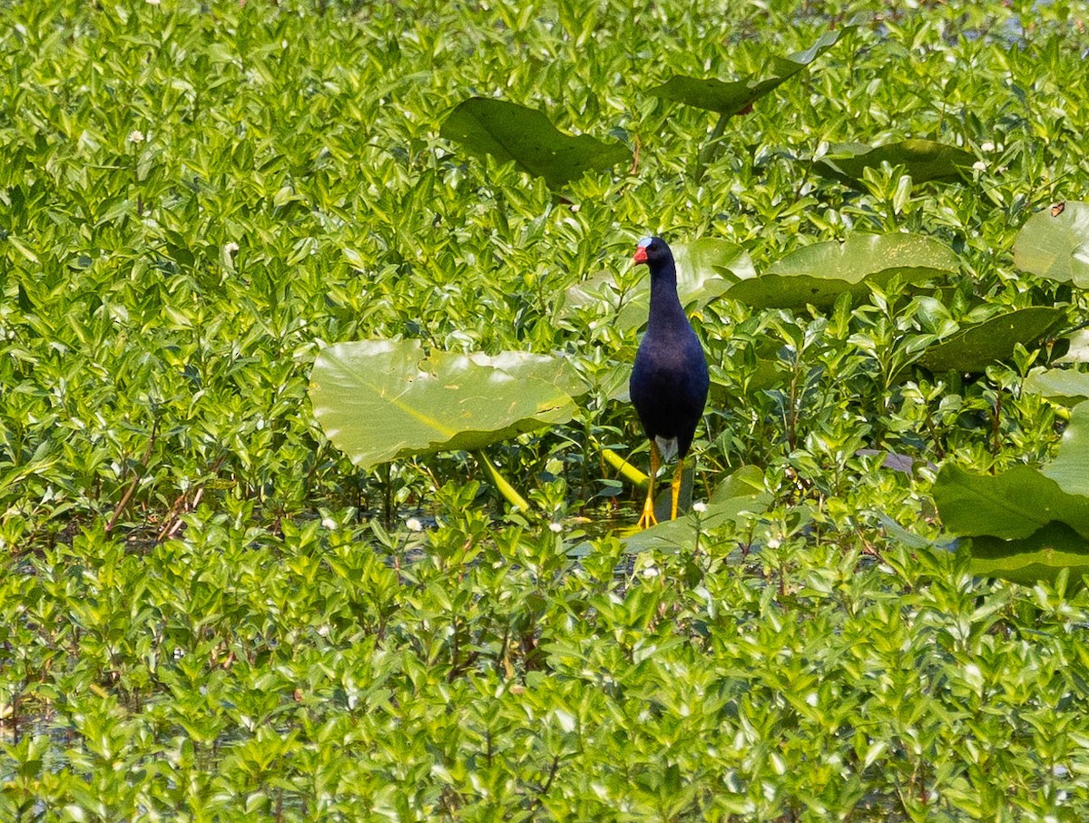 Purple Gallinule - ML617235043