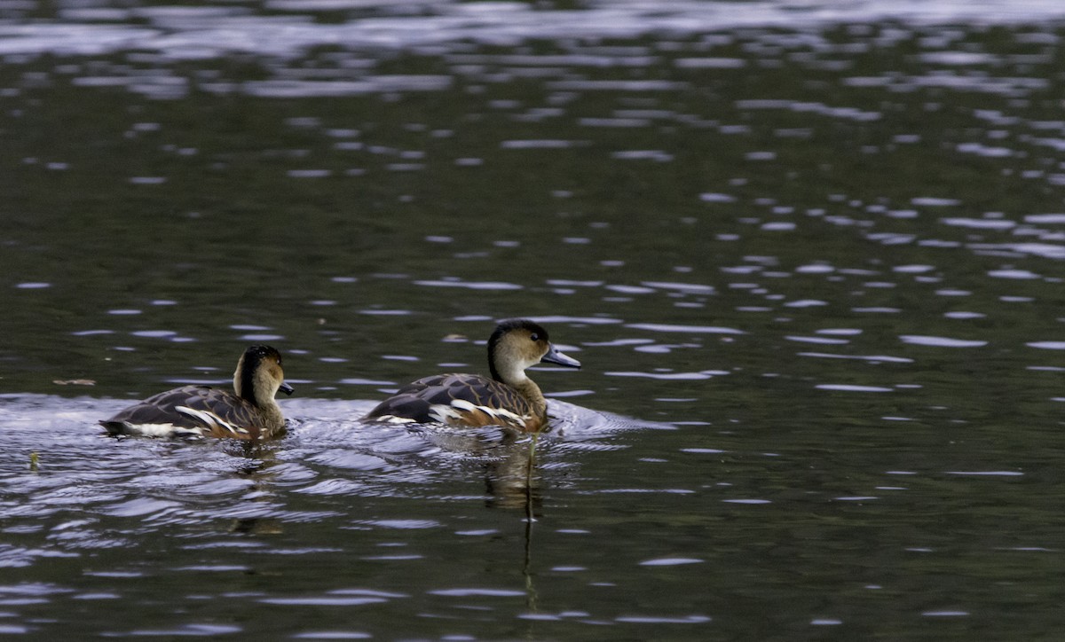 Wandering Whistling-Duck - Rebel Warren and David Parsons