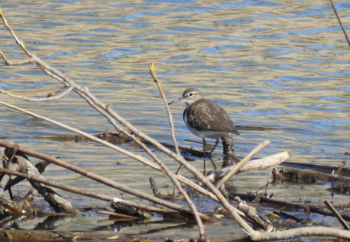 Common Sandpiper - ML617235173