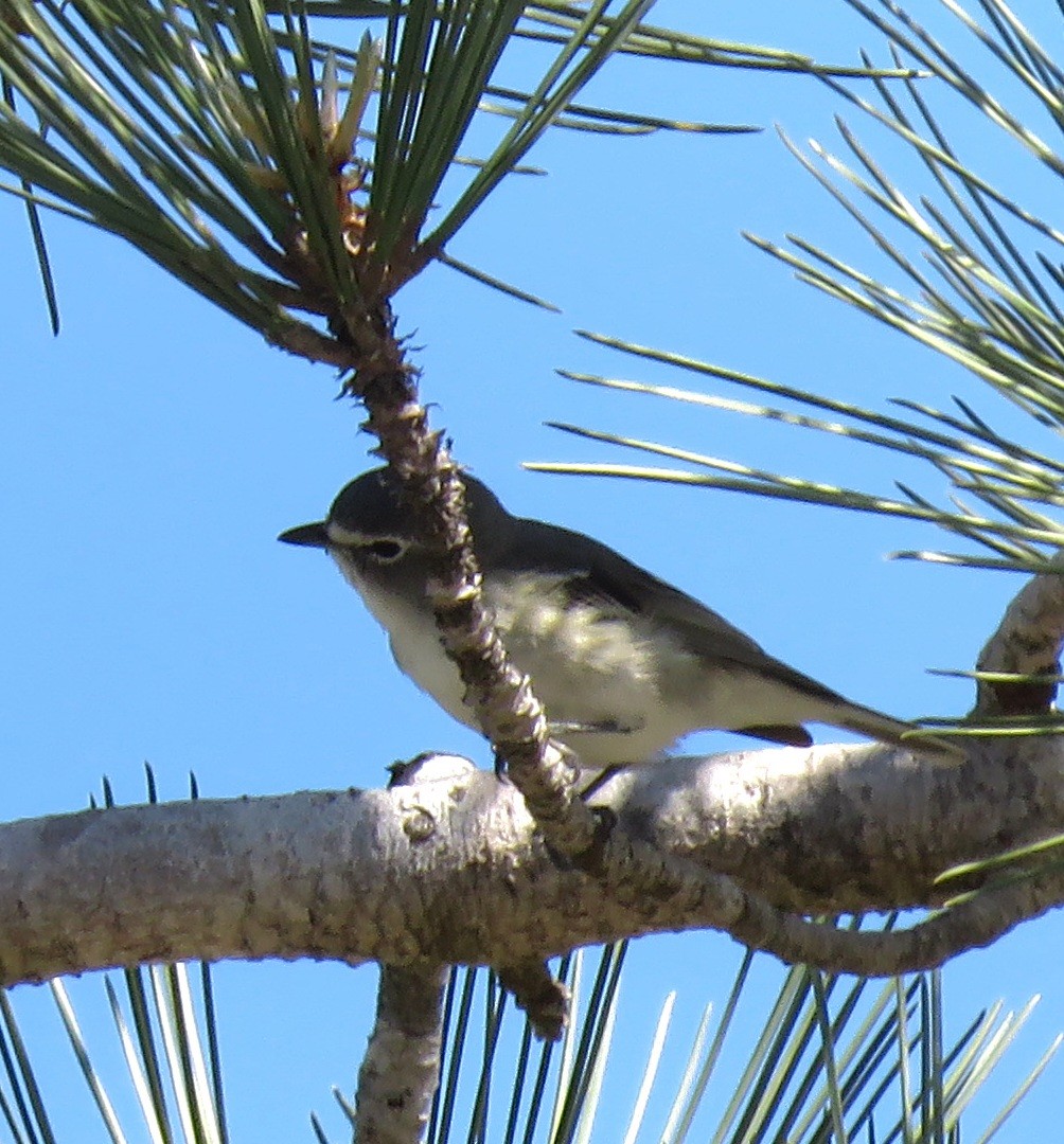 Vireo Plomizo (grupo plumbeus) - ML617235197