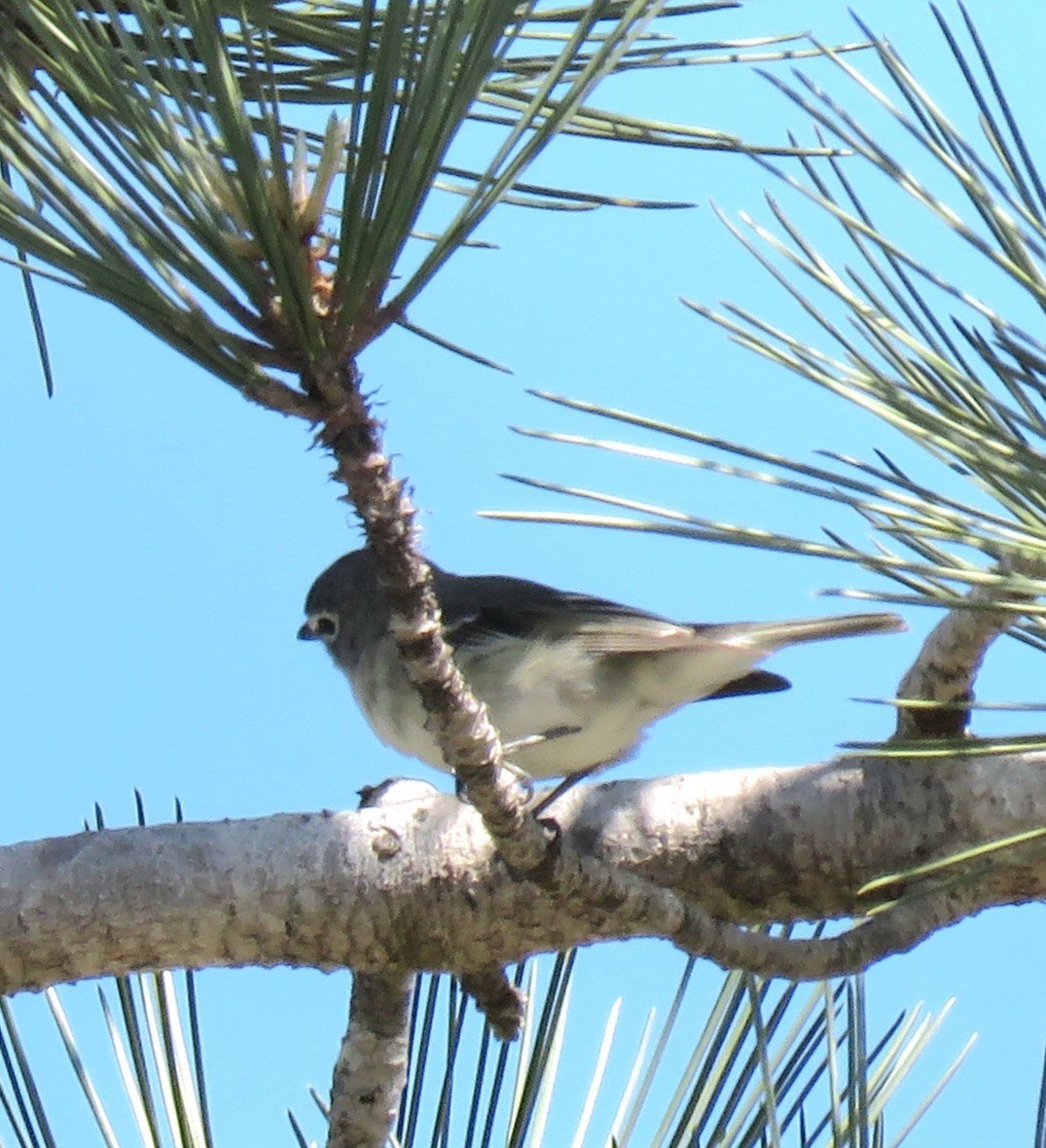 Vireo Plomizo (grupo plumbeus) - ML617235198