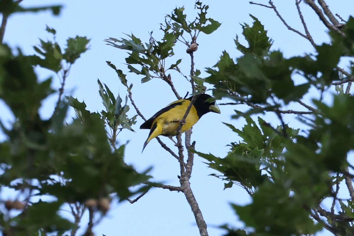 Hooded Grosbeak - ML617235202