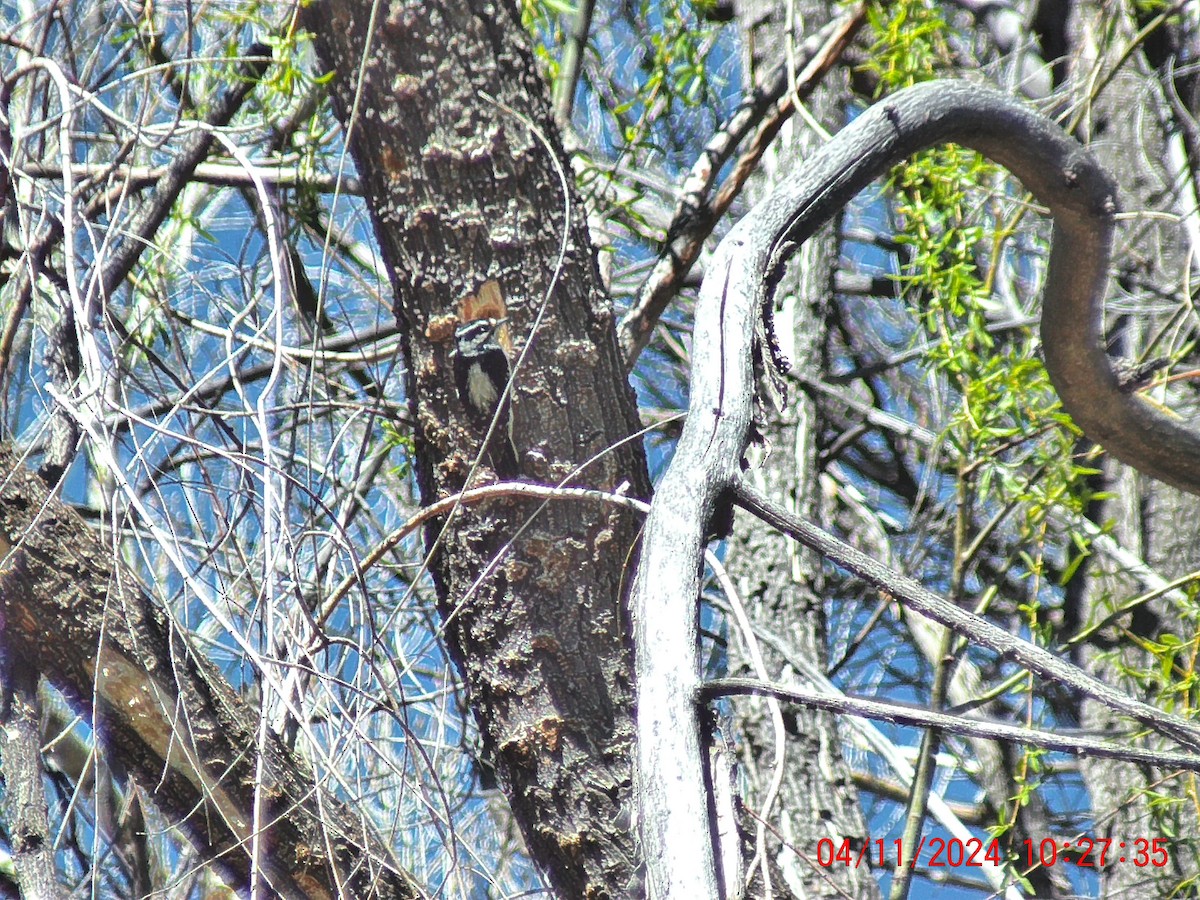 Downy Woodpecker - ML617235250