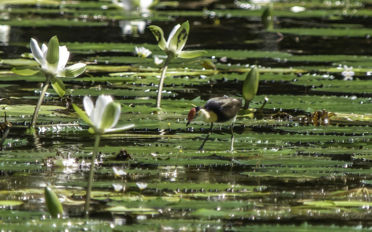 Comb-crested Jacana - ML617235280