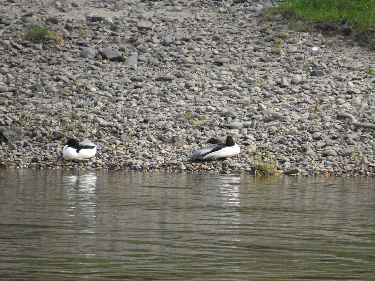 Common Merganser - ML617235288