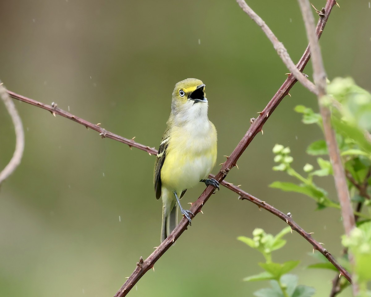 White-eyed Vireo - ML617235331