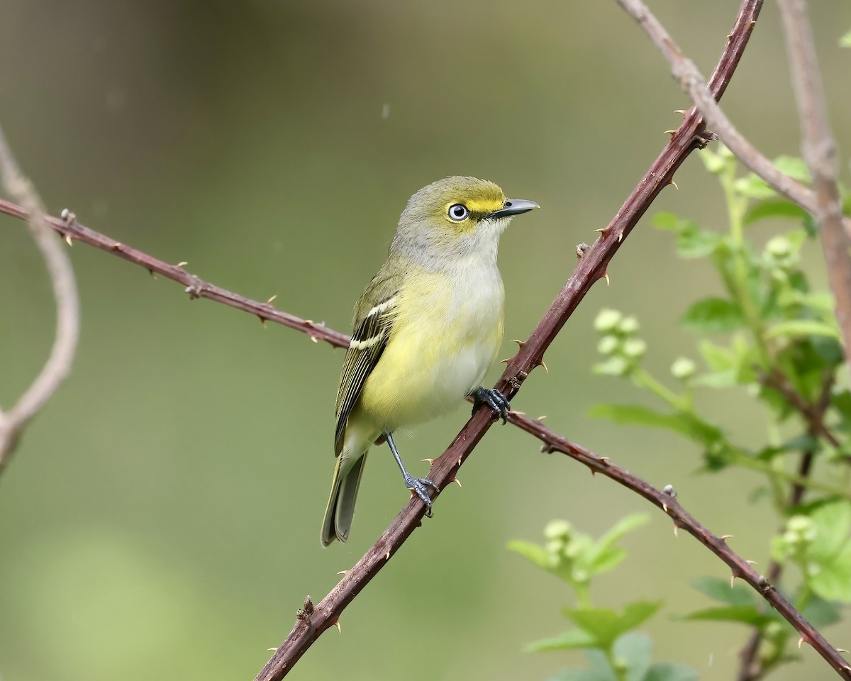 White-eyed Vireo - ML617235332