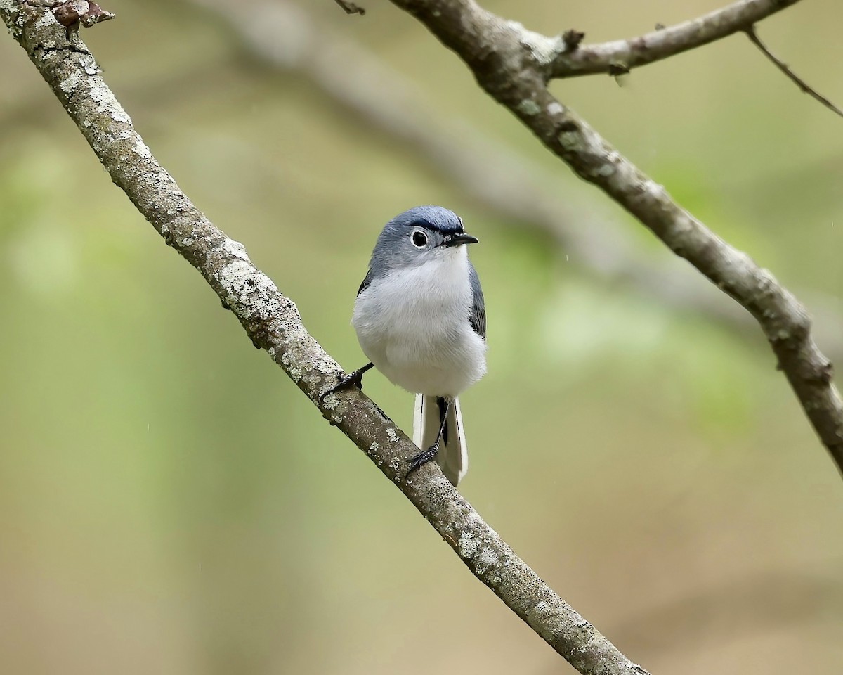 Blue-gray Gnatcatcher - ML617235340