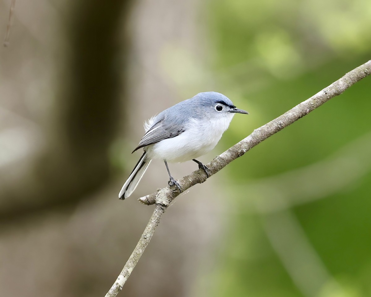 Blue-gray Gnatcatcher - ML617235341