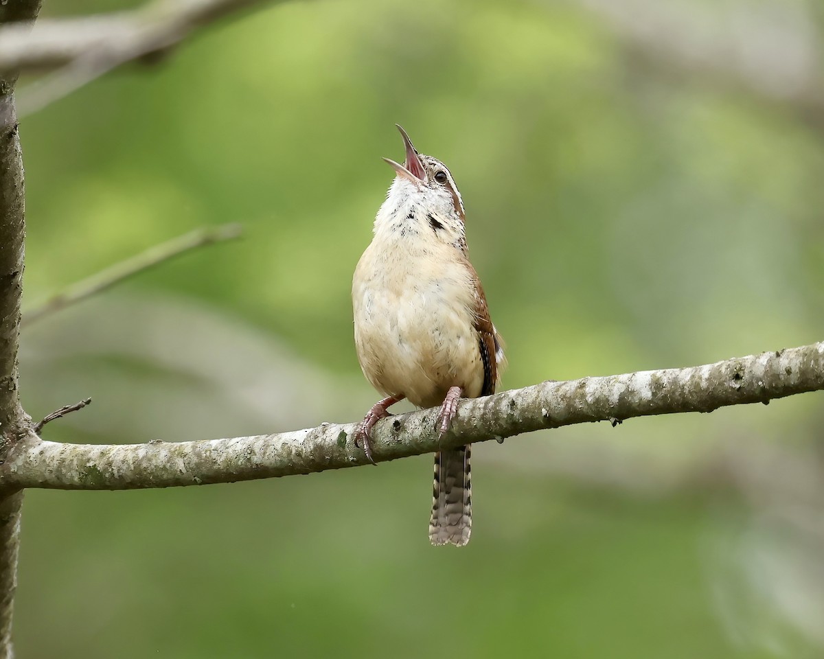 Carolina Wren - ML617235350