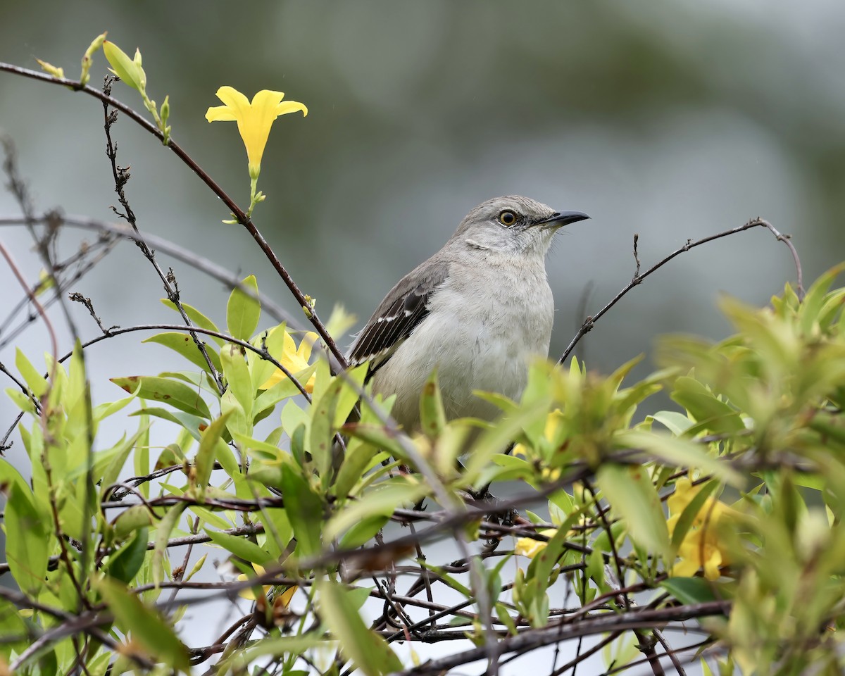 Northern Mockingbird - ML617235355