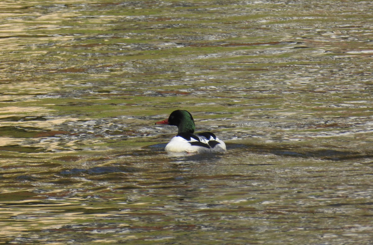 Common Merganser - ML617235356