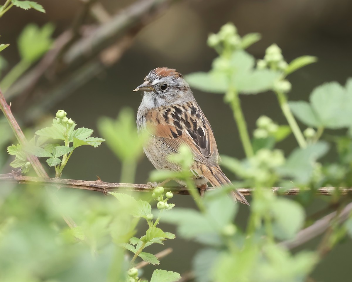 Swamp Sparrow - ML617235363