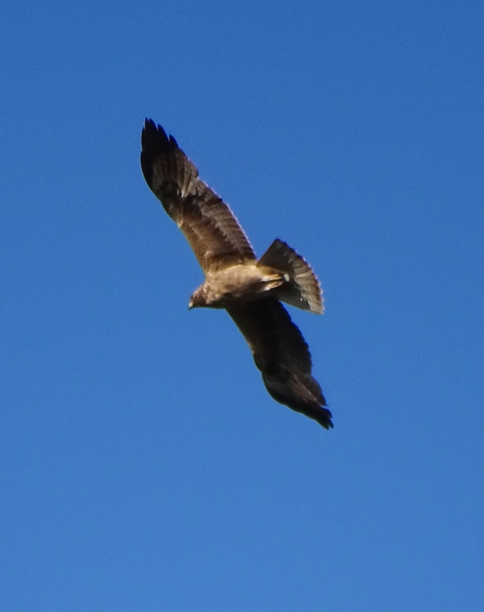 Águila Calzada - ML617235368