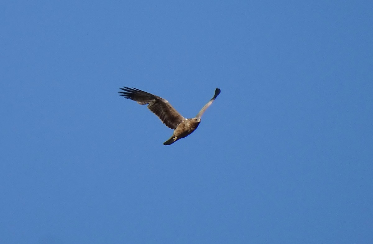 Booted Eagle - ML617235369