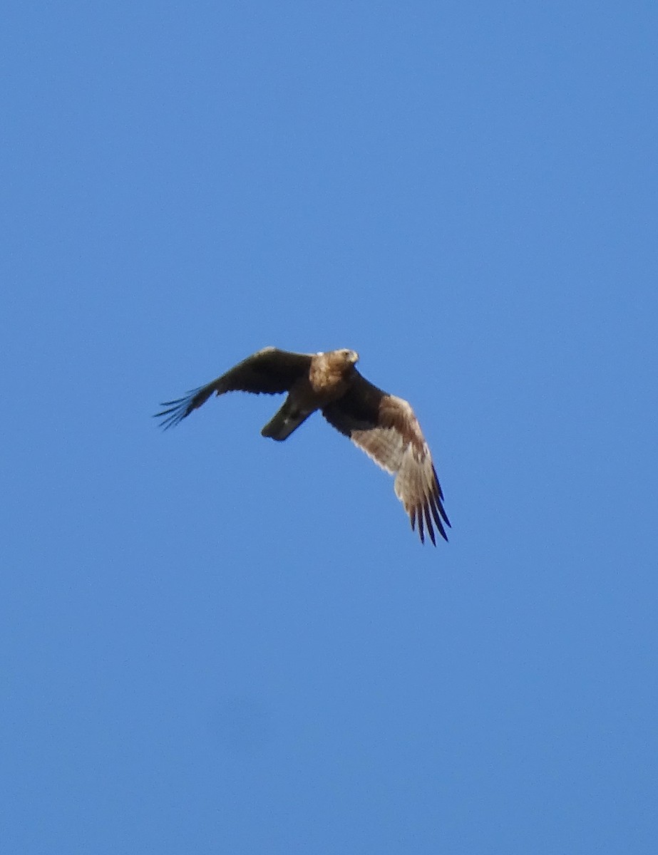 Booted Eagle - ML617235370