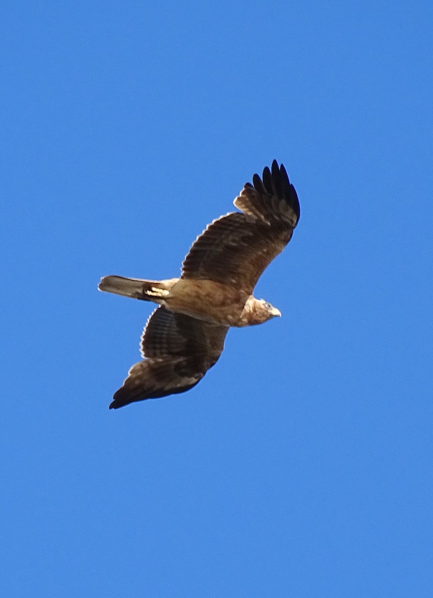 Águila Calzada - ML617235371